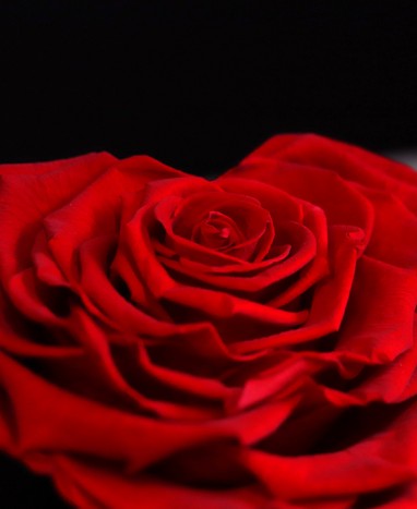 Rose rouge Éternelle Cœur XL - Livraison à domicile
