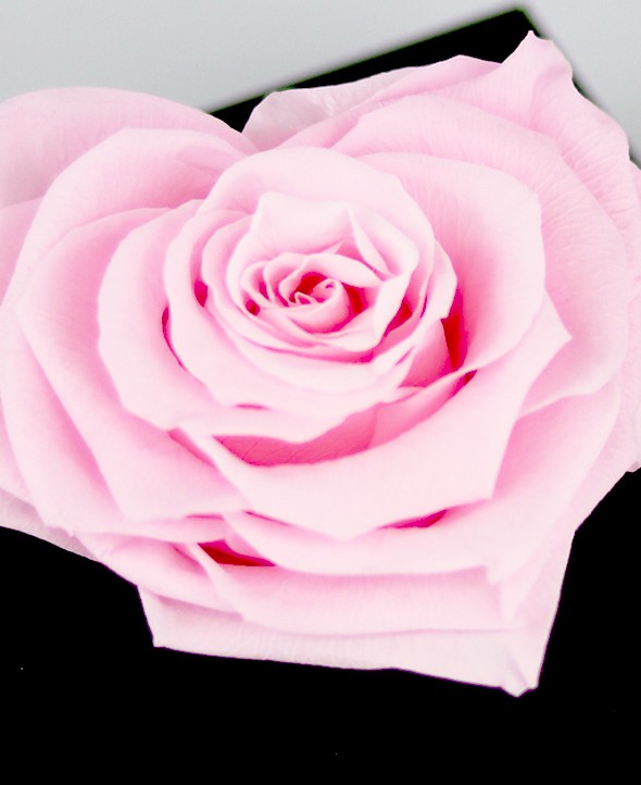 Rose rose Éternelle Cœur - Max le Fleuriste - Livraison de fleurs à domicile - Max le Fleuriste