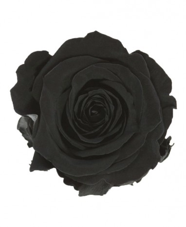 Rose Éternelle Noire • Livraison rose à domicile • Max le Fleuriste - Max le Fleuriste