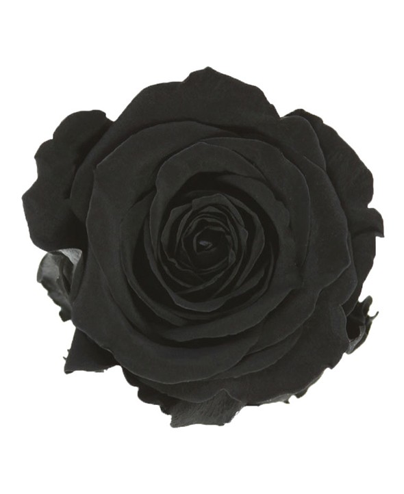 Rose Éternelle Noire • Livraison rose à domicile • Max le Fleuriste