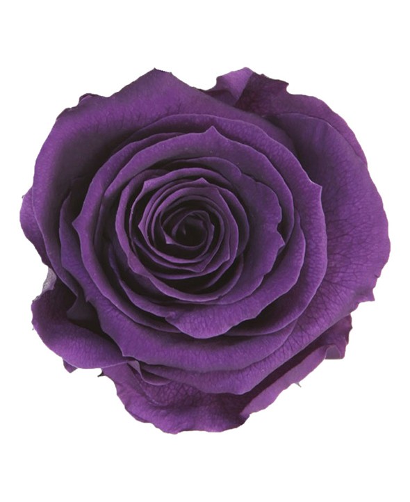 Rose Éternelle violette • Livraison de fleurs à domicile