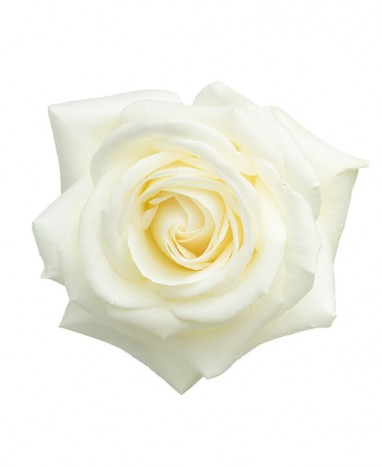 Rose Éternelle blanche • Livraison à domicile  - Max le Fleuriste