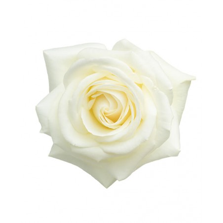 Rose éternelle blanche • Livraison à domicile • Max le Fleuriste