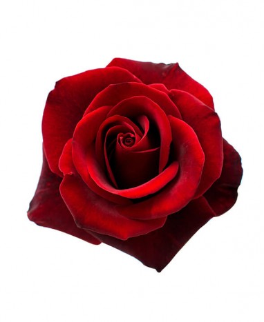 Rose éternelle Rouge • Livraison à domicile  - Max le Fleuriste