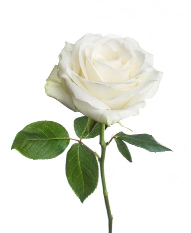 Rose Éternelle blanche XL • Livraison de fleurs à domicile  - Max le Fleuriste