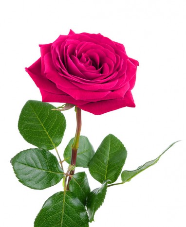 Rose Éternelle fuchsia XL • Roses Éternelles