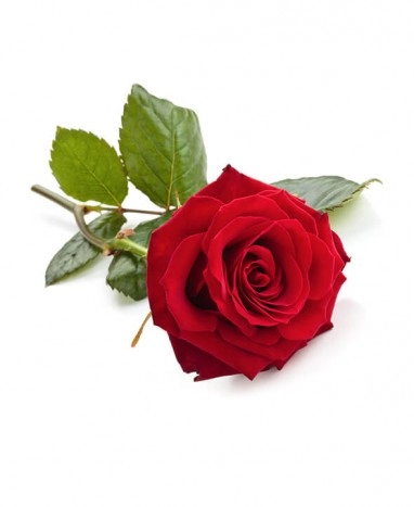 Rose Rouge Fraîche 40cm à l'Unité | Max le Fleuriste Perpignan - Max le Fleuriste