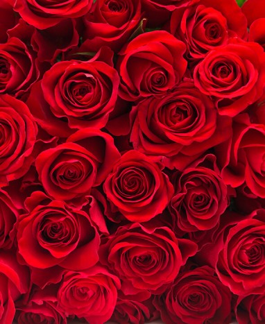 Bouquet de Roses Rouges • Livraison à domicile