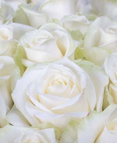 Bouquet de Roses Blanches - Livraison à domicile