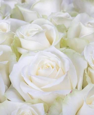 Les bouquets de Roses • Livraison de fleurs à domicile • Max le Fleuriste