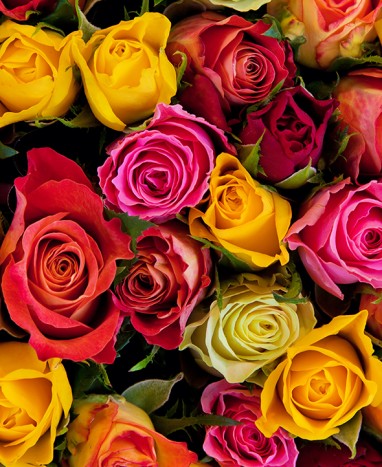 Bouquet de roses Multicolores - Livraison à domicile - Livraison de fleurs à domicile - Max le Fleuriste