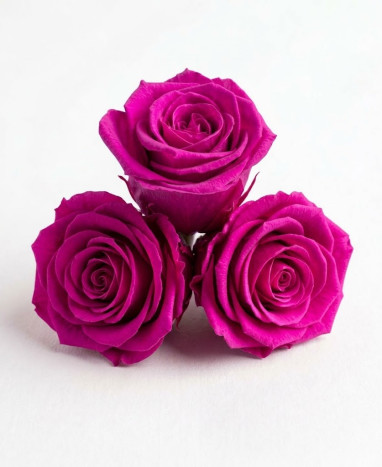 Trio de Roses Éternelles Fuchsia | Intenses | Max le Fleuriste - Max le Fleuriste