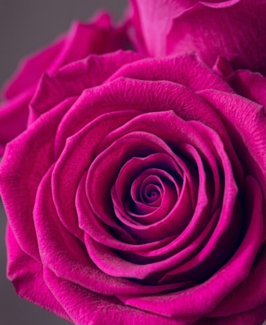 Trio roses fuchsia stabilisées - livraison express 24h France